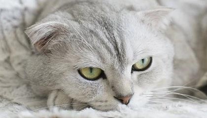 开云体育最新地址-粉丝创意：打造属于自己的赛车装饰，赛车装饰简笔画