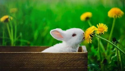 开云体育最新地址-粉丝创意：打造属于自己的赛车装饰，赛车装饰简笔画